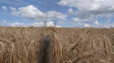 Çavdar. Olgun tahıl tarlası..