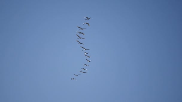Migration des cygnes. Un banc d'oiseaux migrateurs blancs contre le ciel bleu. — Video