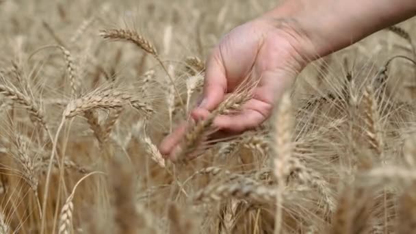 Rogge. De landbouwkundige kneedt het oor in korrels met zijn hand. — Stockvideo