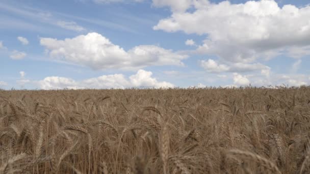 Жито. Поле стиглих зернових культур . — стокове відео