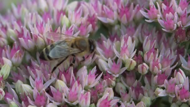 Crassulaceae outono. Uma abelha solitária adulta coleta pólen de uma flor de jardim de outono de cor branca e rosa. — Vídeo de Stock