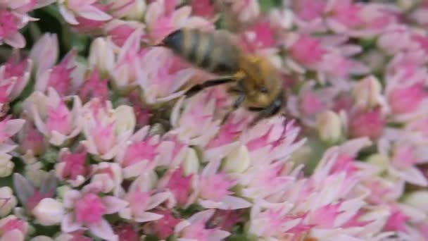 Crassulaceae automne. Une abeille solitaire adulte recueille le pollen d'une fleur de jardin d'automne de couleur blanche et rose. — Video