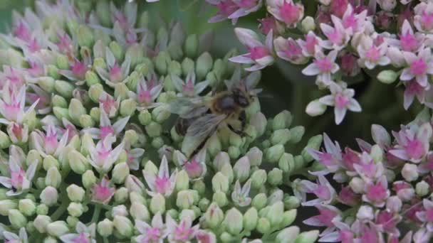 Crassulaceae automne. Une abeille solitaire adulte recueille le pollen d'une fleur de jardin d'automne de couleur blanche et rose. — Video