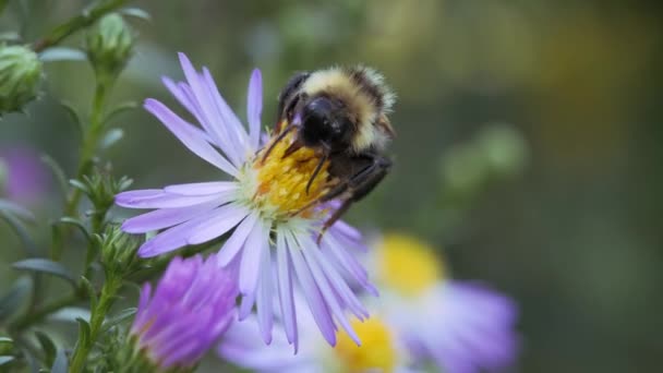 Bumblebee na niebieskim kwiatku. Owad zbieram pyłek z jesienny kwiat. — Wideo stockowe