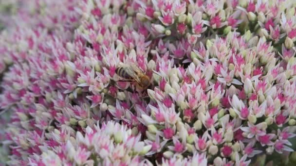 Crassulaceae automne. Une abeille solitaire adulte recueille le pollen d'une fleur de jardin d'automne de couleur blanche et rose. — Video