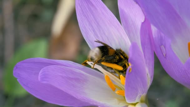 Hommel verzamelt stuifmeel van een blauwe herfst bloem. — Stockvideo