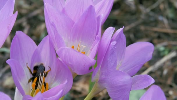 Bumblebee collects pollen from a blue autumn flower. — Stock Video