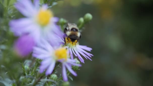 Bumblebee on a blue flower. The insect collects pollen from an autumn flower. — Stock Video