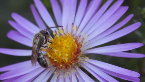 Gestreepte vlieg op een blauwe herfstbloem. Temnostoma wesp-achtige uit de familie van de babbelaars. — Stockvideo