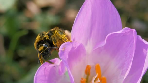 Hommel verzamelt stuifmeel van een blauwe herfst bloem. — Stockvideo