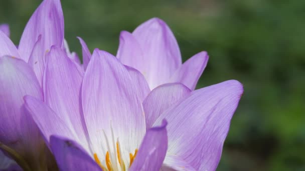 Ponadczasowy jesienny kwiat. Niebiesko-fioletowe płatki kołyszą się na wietrze. — Wideo stockowe