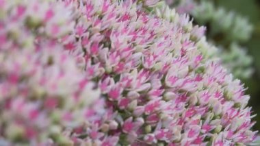 Pembe ve beyaz çiçekler rüzgarda sallanıyor. Belirgin bir Ochitok 'un çiçek açan bitkisinin enfeksiyonu..