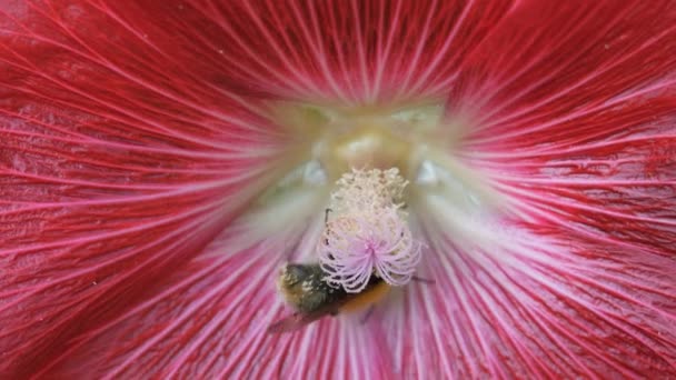 Shaggy bumblebee collects pollen from the stamen. Dark red flower of Hibiscus, Chinese rose. — Stock Video