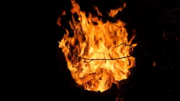 Tronco podre queima com uma chama aberta. — Vídeo de Stock