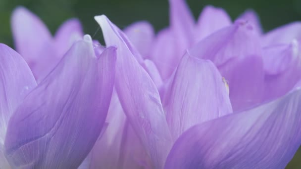 Flores emaranhadas em teias de aranha. Flor de outono atemporal. Pétalas azul-púrpura balançam ao vento. Close-up. — Vídeo de Stock