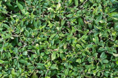 Bush üstten yeşil leavs ile