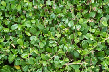 Çay bush üstten görünüm bırakır.