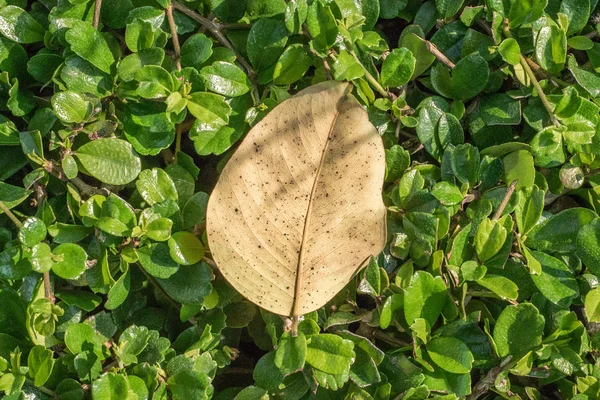 Closeup dry leaf on the green bush — Stock Photo, Image