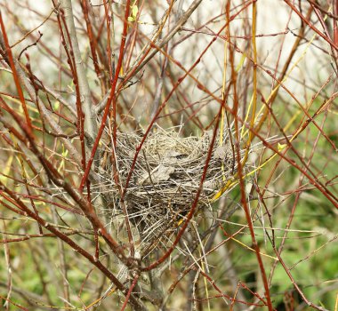 Dallardaki kuş yuvası