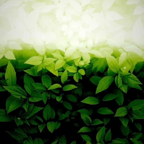 Soft green leaves background — Stock Photo, Image