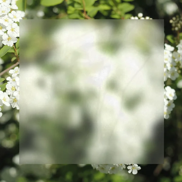 Lente achtergrond bloeiende bloemen — Stockfoto