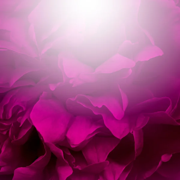 Magic flower background — Stock Photo, Image