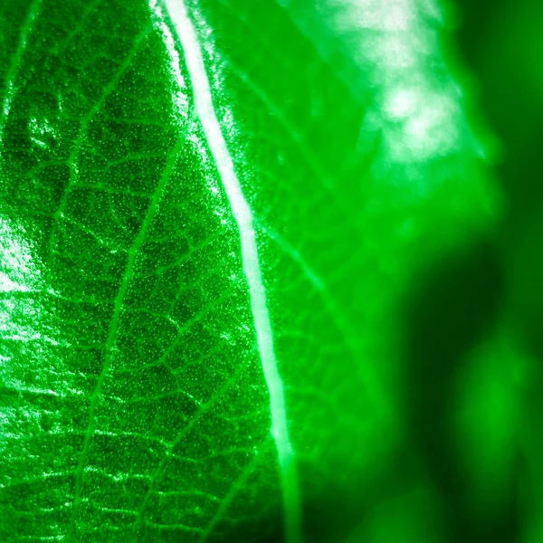 Grünes Wachsendes Blatt Der Nähe — Stockfoto