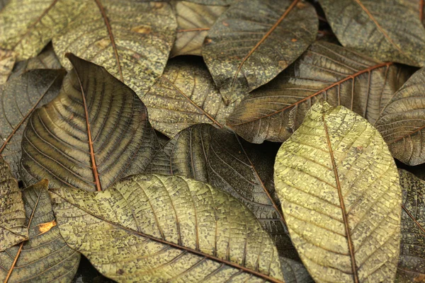 Blad Marken — Stockfoto