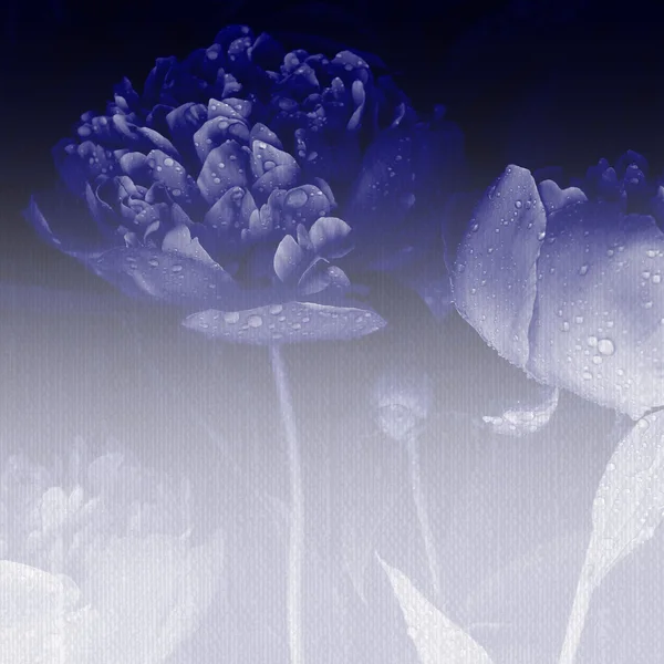 Background Blue Flower Canvas Texture — Stock Photo, Image