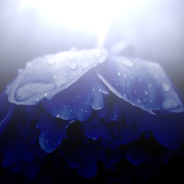 Mokré modrý květ — Stock fotografie