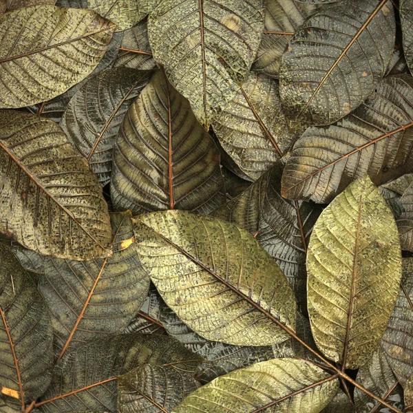 Padlé listí na zem — Stock fotografie