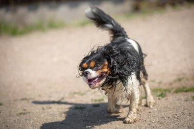 köpek sallar