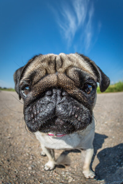 Pug in closeup