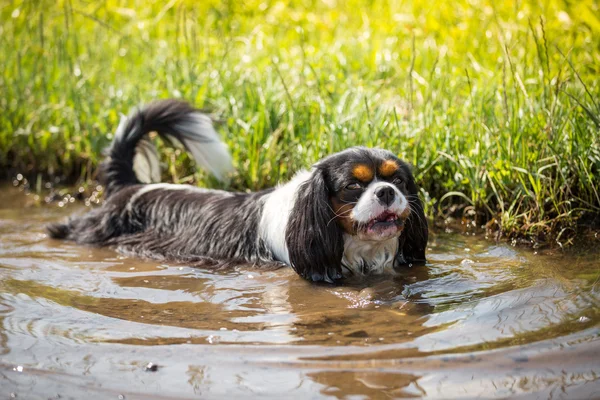 Cooling in the puddle — Stock Photo, Image