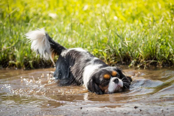 Full purely in the puddle — Stock Photo, Image