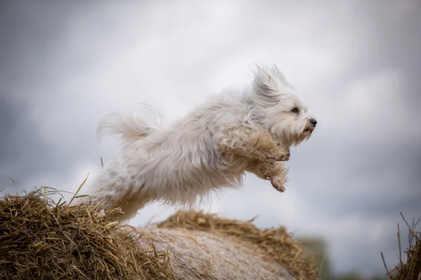 I can fly — Stock Photo, Image