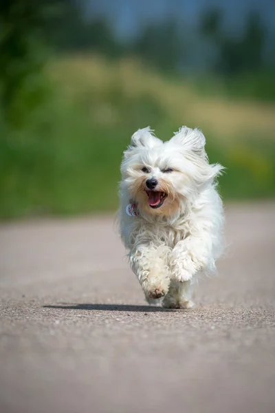 Beyaz, uzun tüylü bir köpek — Stok fotoğraf