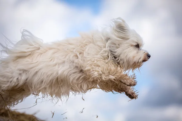 Salto cão — Fotografia de Stock