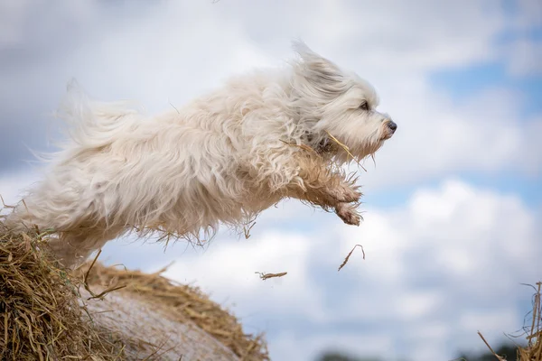 Köpek uçmak istiyor — Stok fotoğraf