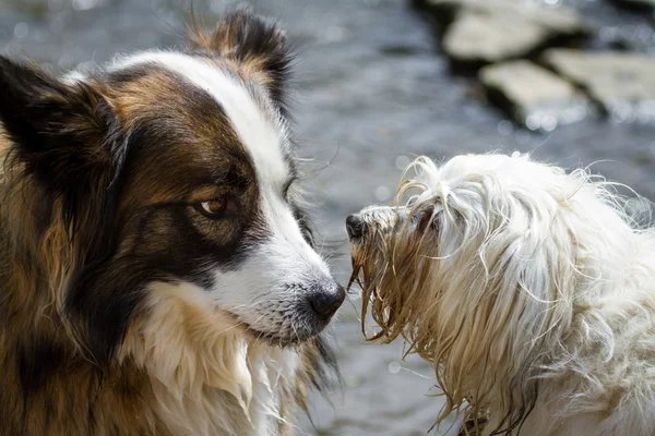 Hautnah und persönlich — Stockfoto