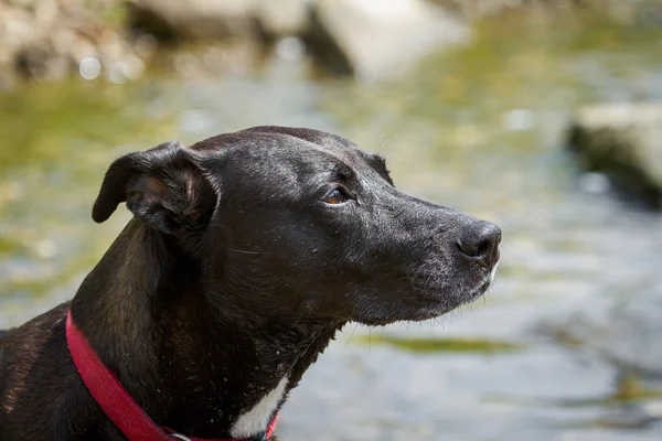 Cane nero — Foto Stock