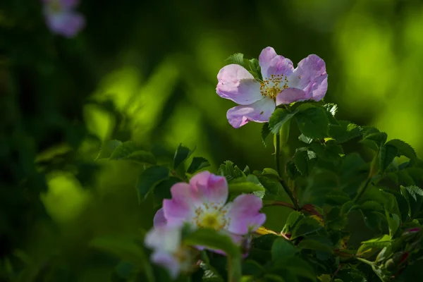 Rosa mosqueta flor — Foto de Stock