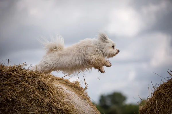 Shortcut through the air — Stock Photo, Image