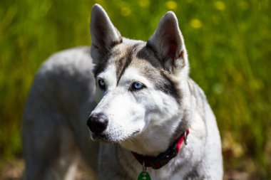 asil köpek