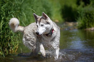 Husky suda oynamak