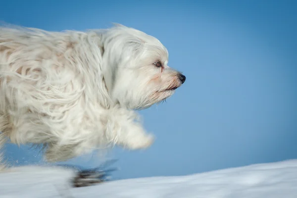 Snel! — Stockfoto