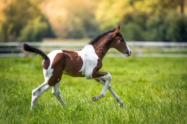 Young foal — Stock Photo, Image