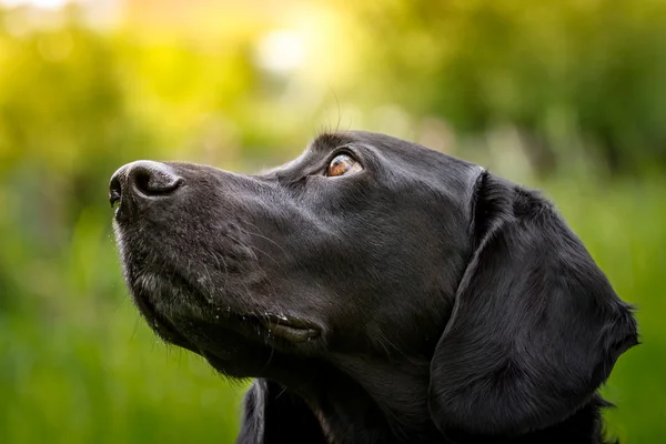 Ojos de perro fieles Imagen De Stock