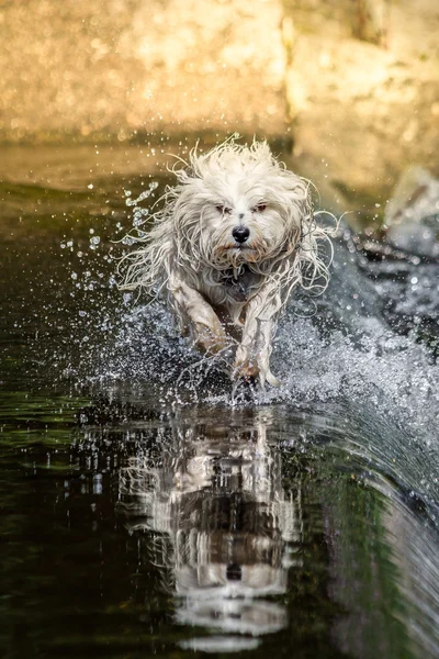 Yansıtılmış Havanese — Stok fotoğraf