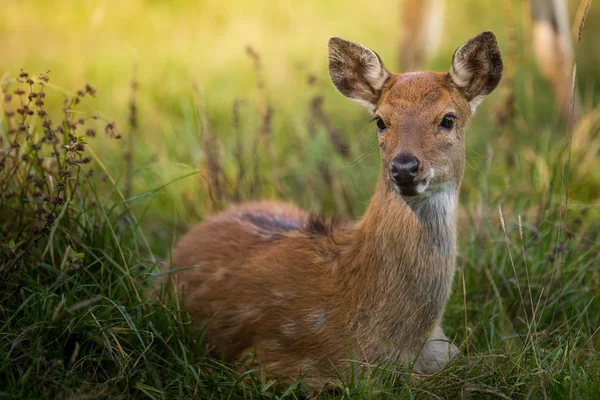 Inquisitivo. — Foto Stock